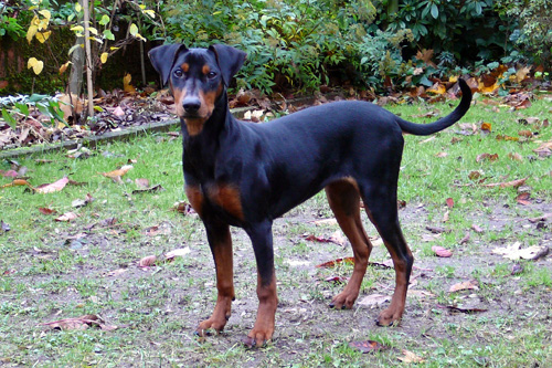 Duitse Pinscher Aurelia Jill 6 maanden
