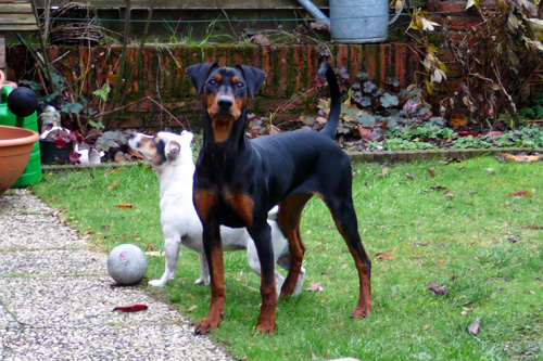 Duitse Pinscher Jill en Jack Russell Suus