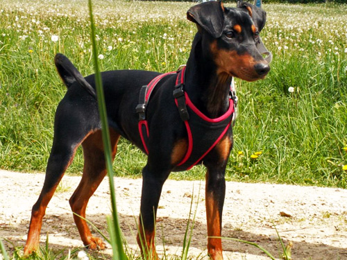 Dora 1 jaar