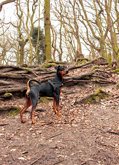 Ajantis in het bos van het Landgoed Ockenburgh