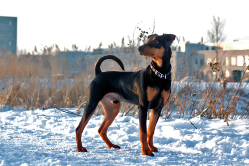 Ajantis, Duitse Pinscher