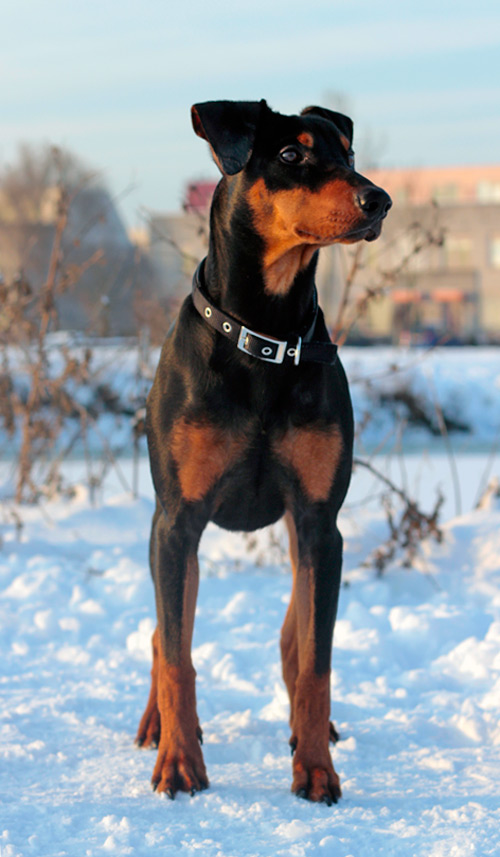 Ajantis, Duitse Pinscher