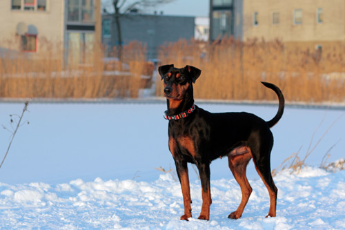 Etana, Duitse Pinscher