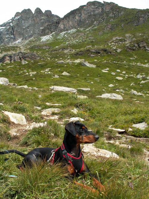Dora in de Alpen