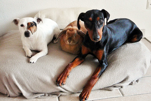 Duitse Pinscher Aurelia Jill met konijn