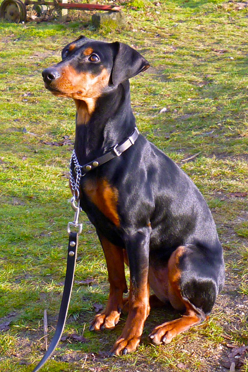 Duitse Pinscher Jill