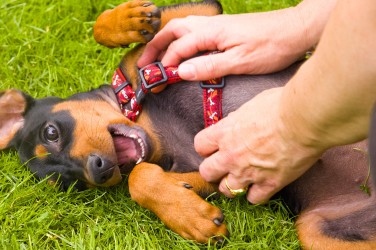 Puppy Etana houdt van de zon maar kan niet tegen kietelen