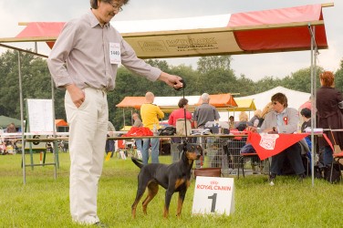 Etana, Beste Teef op de CAC-CACIB show KC de Baronie 2008 te Hulten