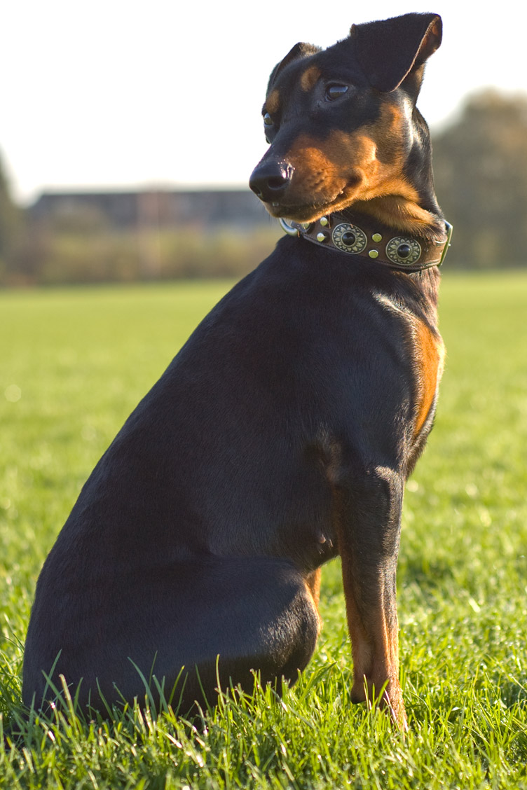 halsband