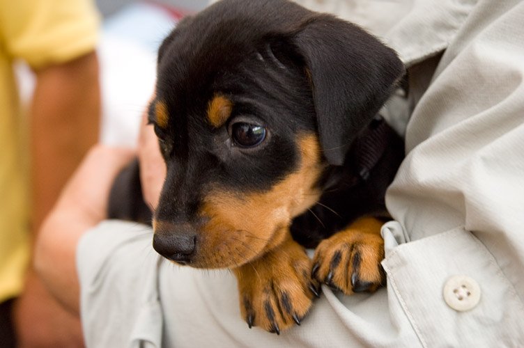 duitse pinscher puppy