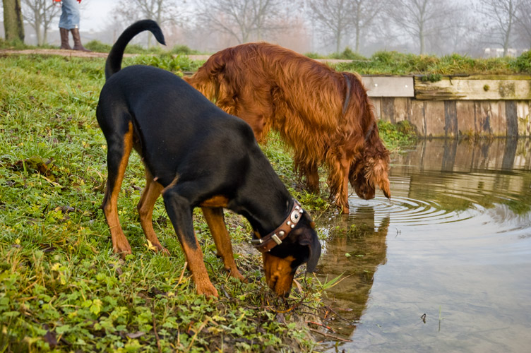 bronwater