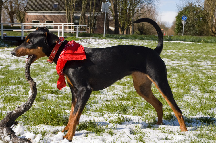 zoethout voor de pinscher