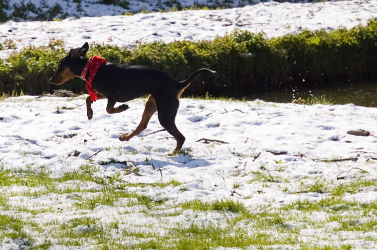 kangoeroe of pinscher