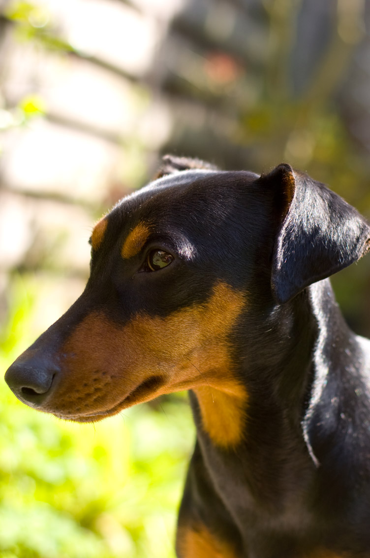 pinscher portret