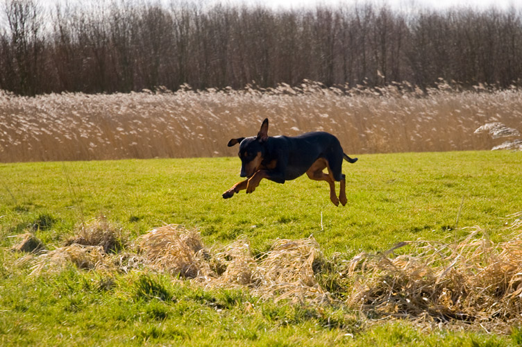 spring in 't veld