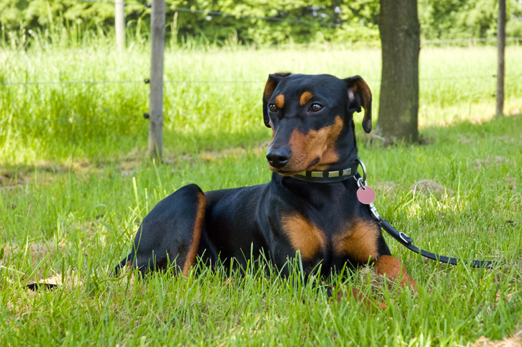 Duitse Pinscher Etana ligt in het gras