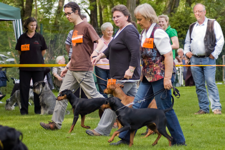 Duitse Pinscher fokgroep Ria's Sommerwind's Etana, Arian en Gloria