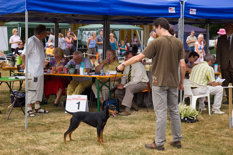 Duitse Pinscher Etana wordt gekeurd