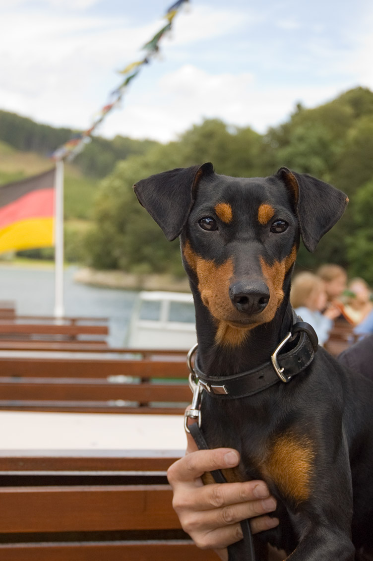 Duitse Pinscher op een duitse boot, Hennesee