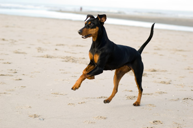 spelen op het strand