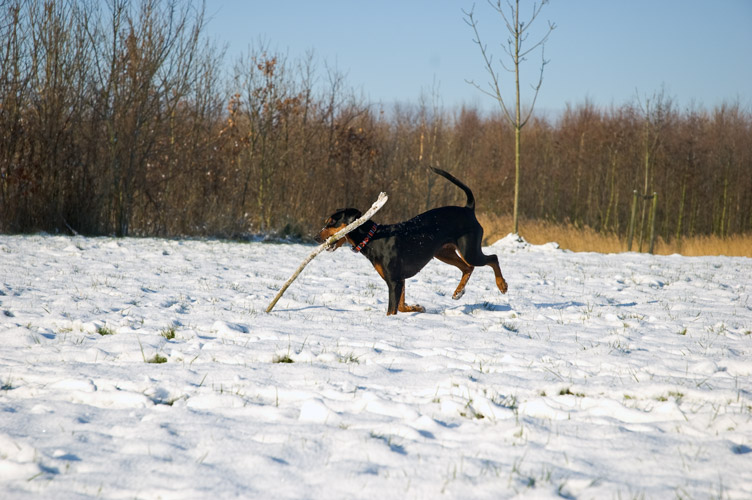 hout sprokkelen