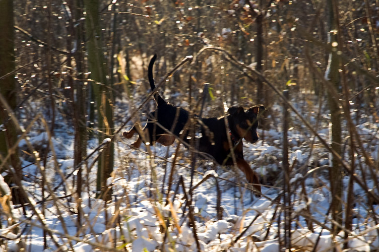 jagen in het bos