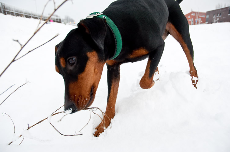 Duitse Pinscher snuffelt in de sneeuw