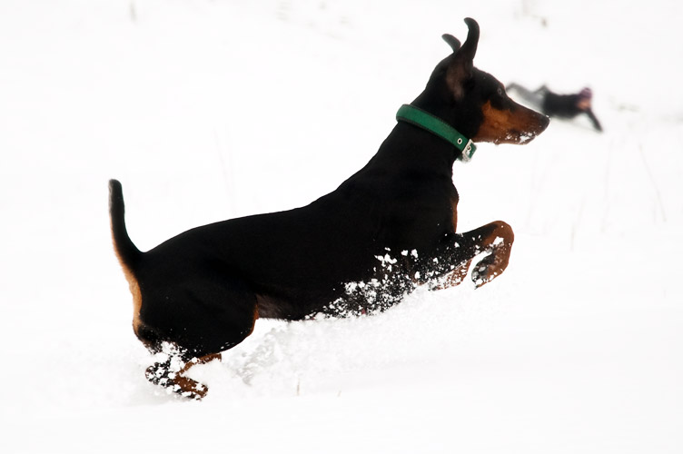 Duitse Pinscher springt in de sneeuw