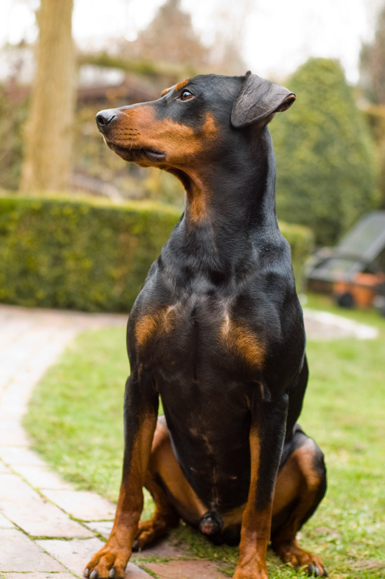 Zittende pose, Nero vom Cronsbach