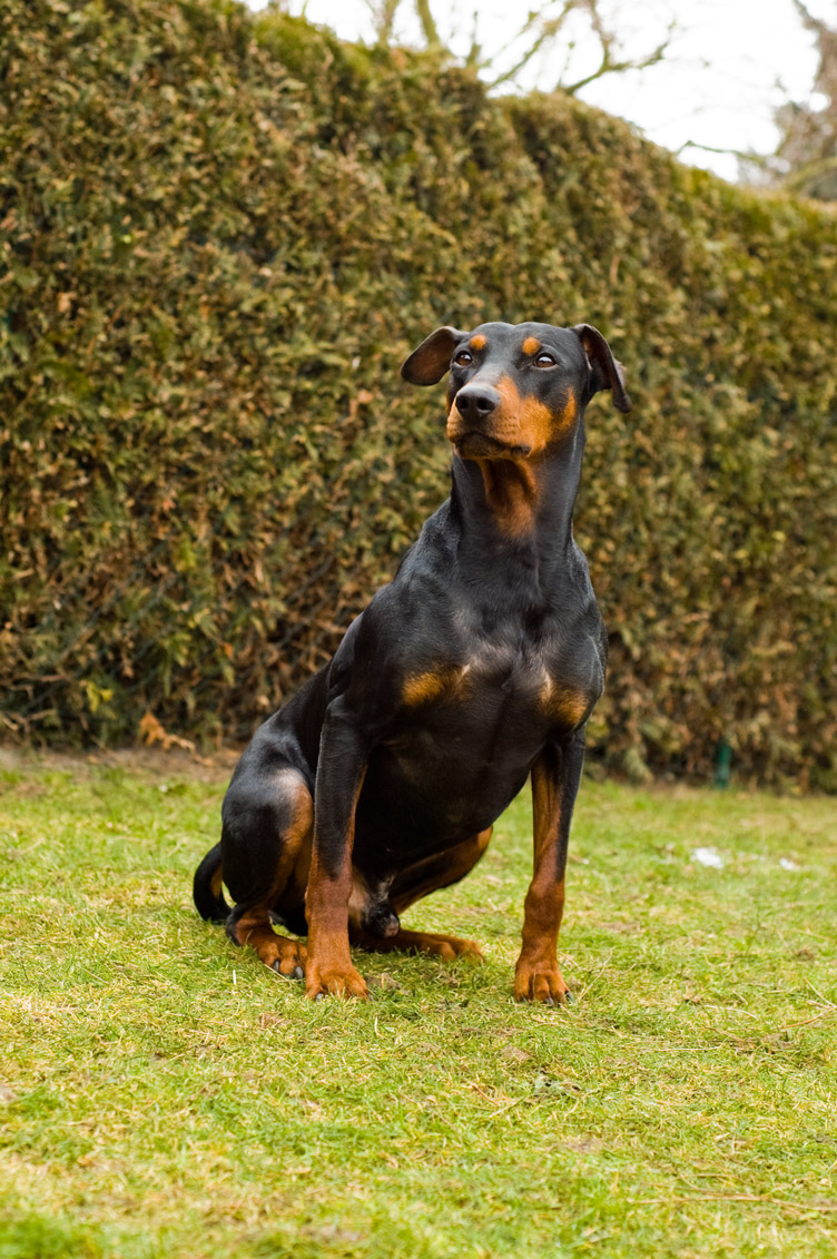 Gespierde en stevig gebouwde Duitse Pinscher