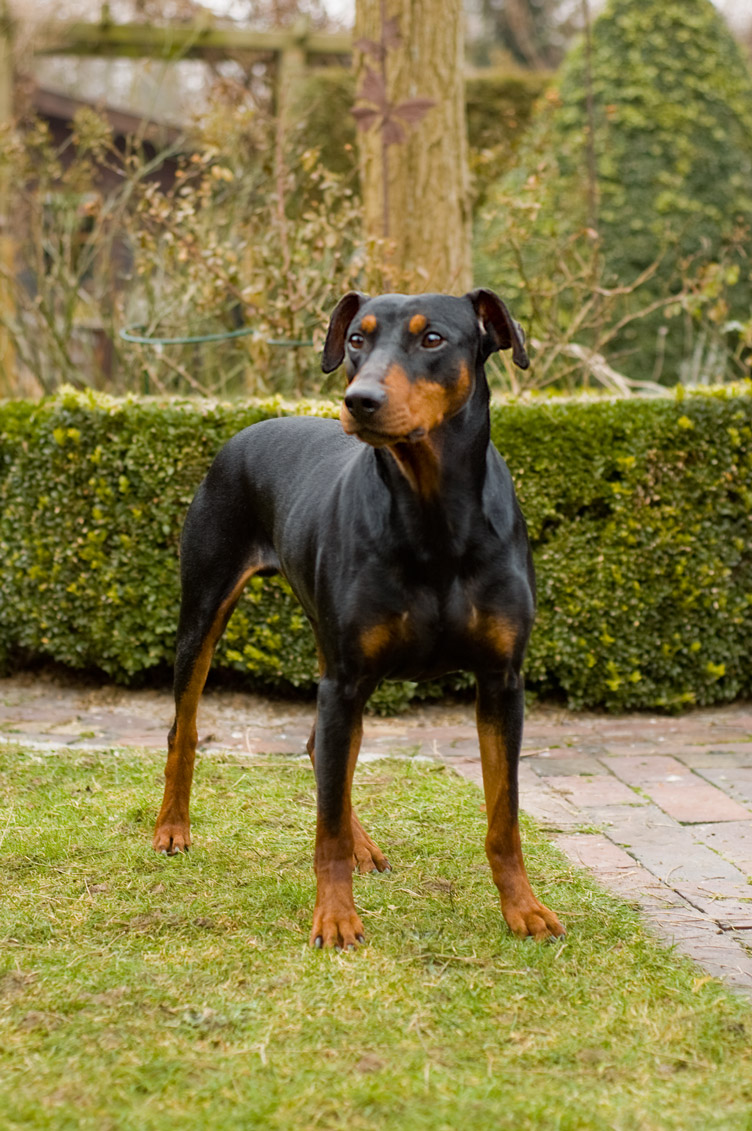 Nero vom Cronsbach in staande pose