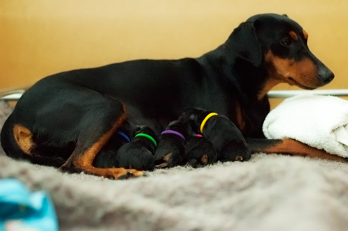 Pups zogen bij de moeder