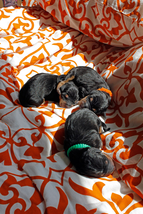 Onze Duitse Pinscher pups