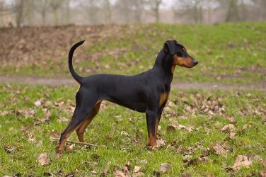 Delftse Hout