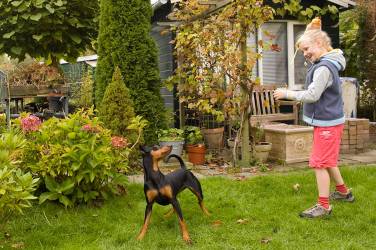 Meisje speelt met Duitse Pinscher