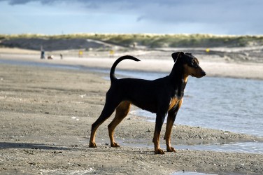 Op het strand van Monster