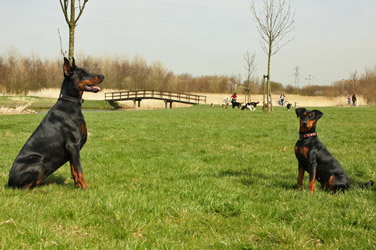 Doberman vs German Pinscher