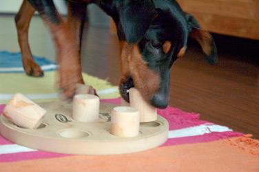 Duitse Pinscher Dog Smart