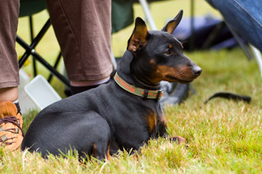 Dwerg Pinscher