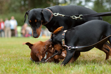 Dwerg Pinschers en Duitse Pinscher