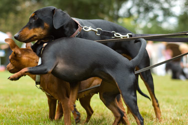 Dwerg Pinschers en Duitse Pinscher