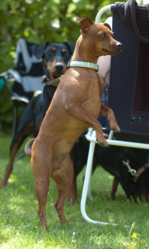 Dwerg Pinscher op achterpoten