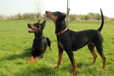 Dobermann Pinscher en Duitse Pinscher staand