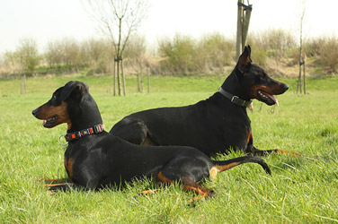 Dobermann Pinscher en Duitse Pinscher liggend