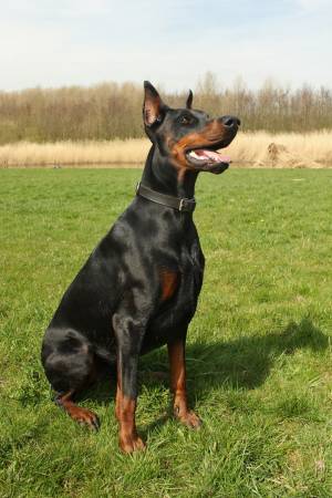 Dobermann Pinscher