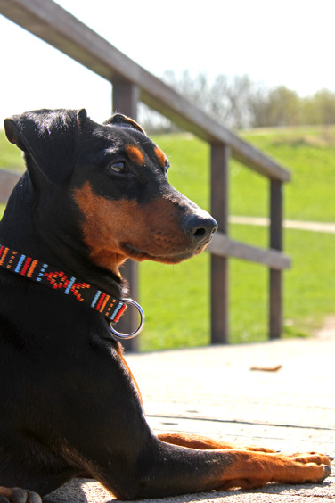 Duitse Pinscher ligt op een brug