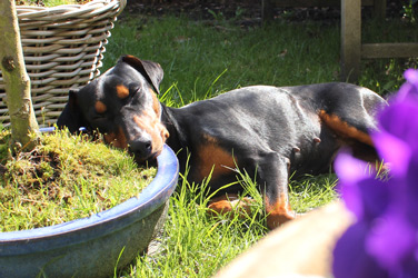 Duitse Pinscher slaapt op een hard kussen