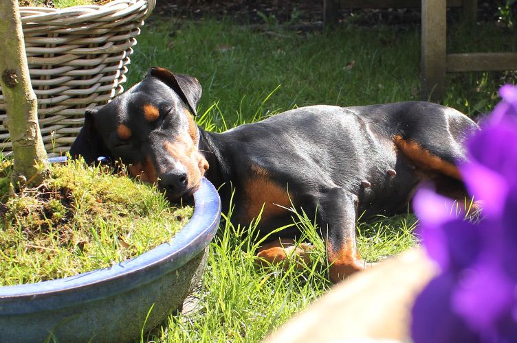 Duitse Pinscher slaapt op een hard kussen