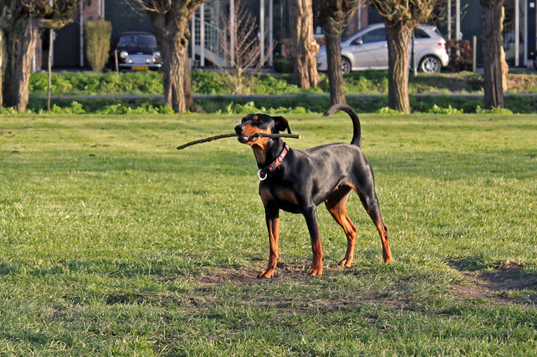 Duitse Pinscher met stok